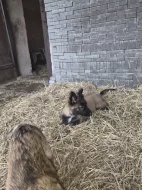 Nabízím belgickeho ovčáka s PP