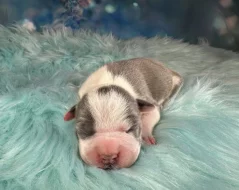 Americký Stafordšírský Teriér s PP