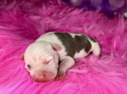 Americký Stafordšírský Teriér s PP