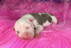 Americký Stafordšírský Teriér s PP