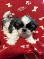 Prodej štěňat shih-tzu