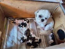 Prodej štěňat shih-tzu