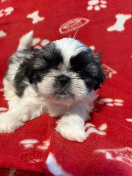 Prodej štěňat shih-tzu