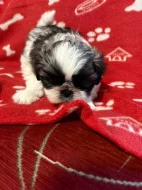 Prodej štěňat shih-tzu