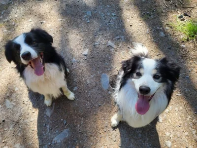 Dva akční kluci hledají nový domov! 🐾