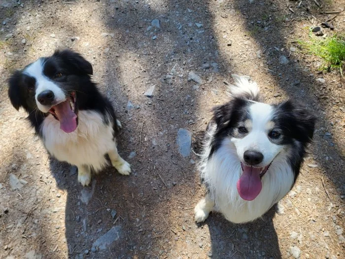 Dva akční kluci hledají nový domov! 🐾