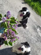 Dva akční kluci hledají nový domov! 🐾