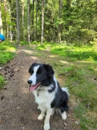 Dva akční kluci hledají nový domov! 🐾