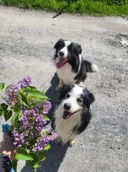 Dva akční kluci hledají nový domov! 🐾