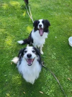 Dva akční kluci hledají nový domov! 🐾