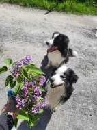 Dva akční kluci hledají nový domov! 🐾