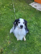 Dva akční kluci hledají nový domov! 🐾