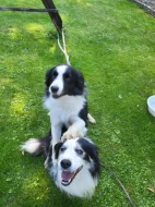 Dva akční kluci hledají nový domov! 🐾