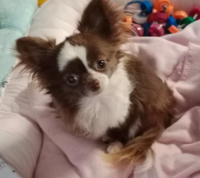 Čivava - mini fenka