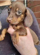 Jezevčík štěňátka s PP k odběru.