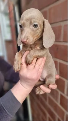 Jezevčík štěňátka s PP k odběru.