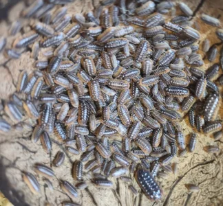 Isopody - stínky a svinky