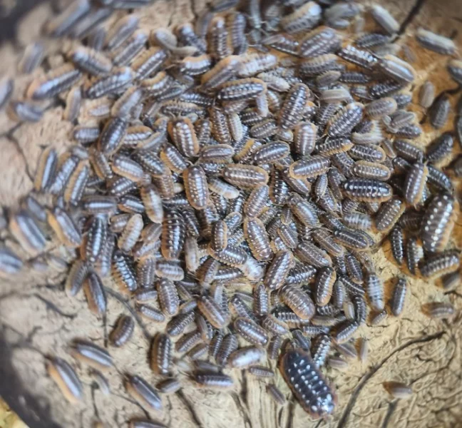 Isopody - stínky a svinky