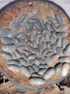 Isopody - stínky a svinky