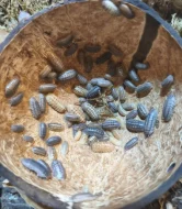 Isopody - stínky a svinky