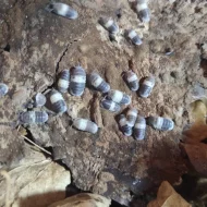 Isopody - stínky a svinky