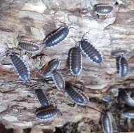 Isopody - stínky a svinky