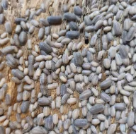 Isopody - stínky a svinky