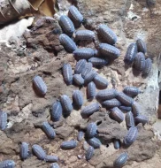 Isopody - stínky a svinky