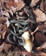 Mnohonožky - mláďata bez určeného pohlaví