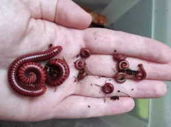 Mnohonožky - mláďata bez určeného pohlaví