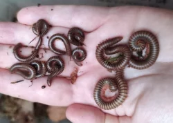 Mnohonožky - mláďata bez určeného pohlaví