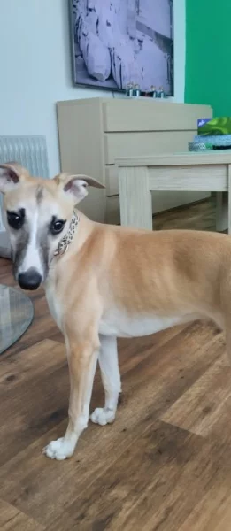 6 měsíční pejsek Vipet/Whippet