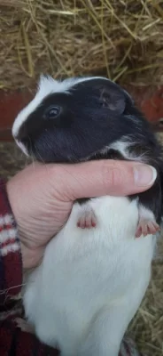 Morče  krátkosrsté