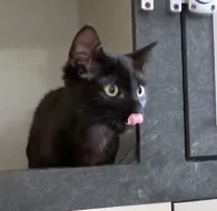 Kocourek Ráďa hledá nový domov