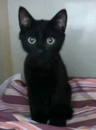 Kocourek Ráďa hledá nový domov