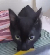 Kocourek Ráďa hledá nový domov