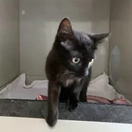 Kocourek Ráďa hledá nový domov