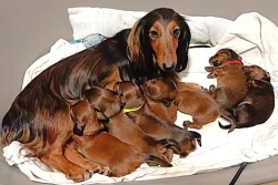 Štěňátka - jezevčík trpasličí dlouhosrstý