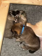 Shiba Inu s PP (průkaz původu)