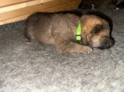 Shiba Inu s PP (průkaz původu)