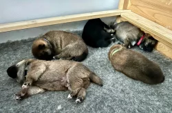 Shiba Inu s PP (průkaz původu)