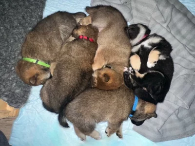 Shiba Inu s PP (průkaz původu)