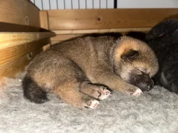 Shiba Inu s PP (průkaz původu)