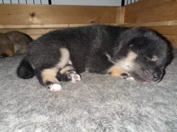 Shiba Inu s PP (průkaz původu)