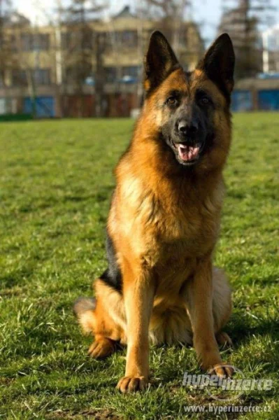 Koupím stěně Německého ovčáka