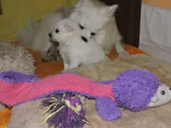 Prodám štěně  pejska středního bílého Německého špice