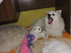 Prodám štěně  pejska středního bílého Německého špice