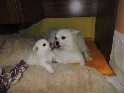 Prodám štěně  pejska středního bílého Německého špice