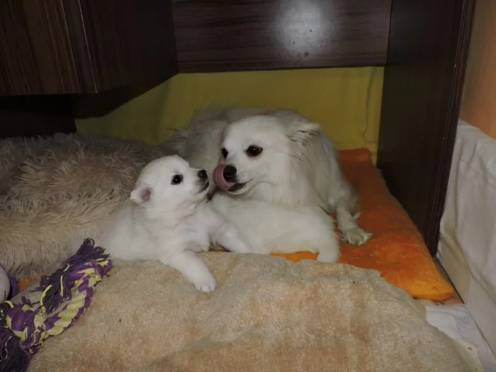 Prodám štěně  pejska středního bílého Německého špice