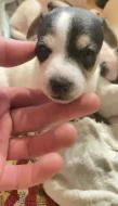Jack Russell teriér – 3 fenky, krátkosrsté, odběr konec února